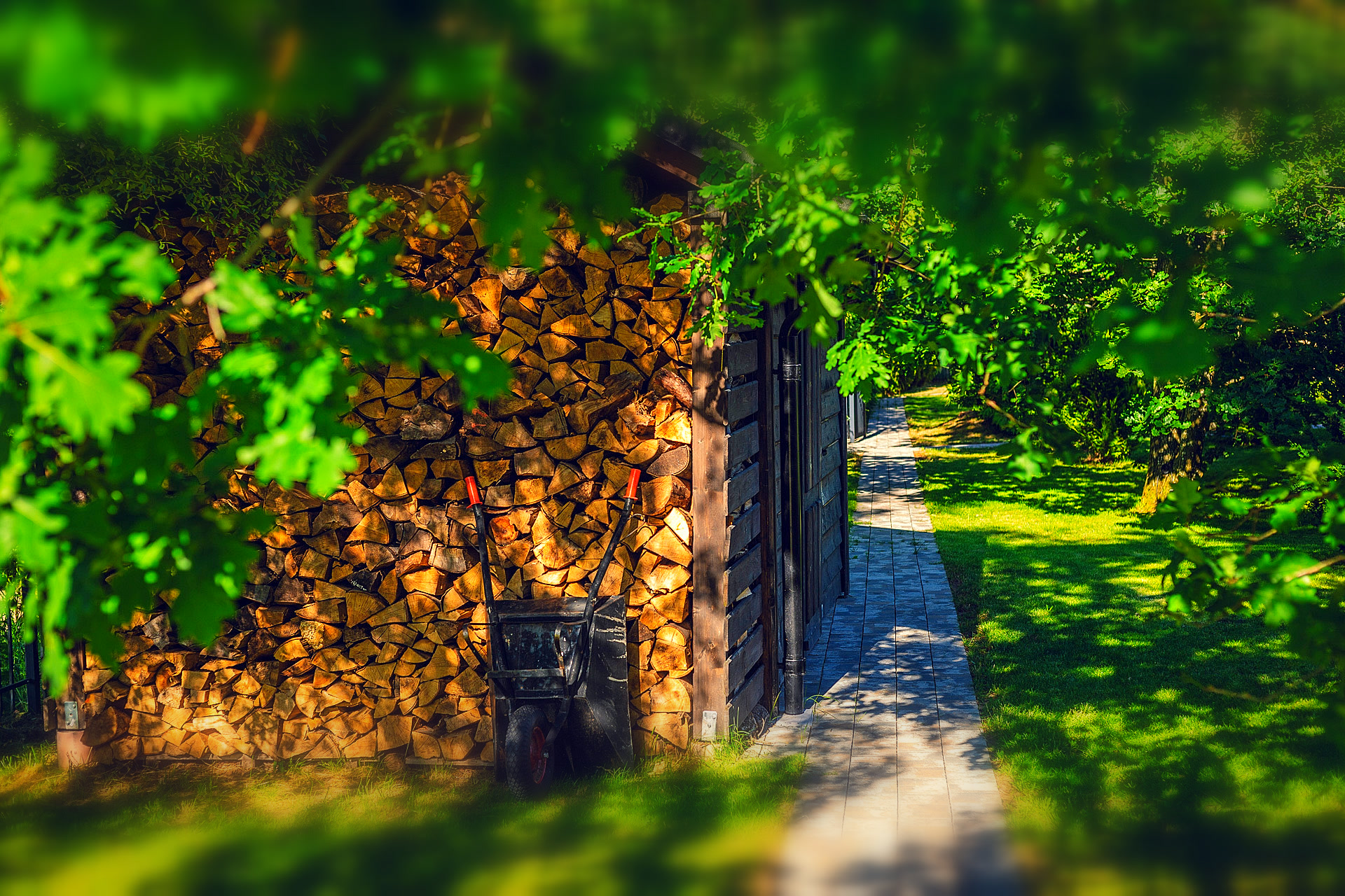 Grzyby z rannego lasu koło Sasina