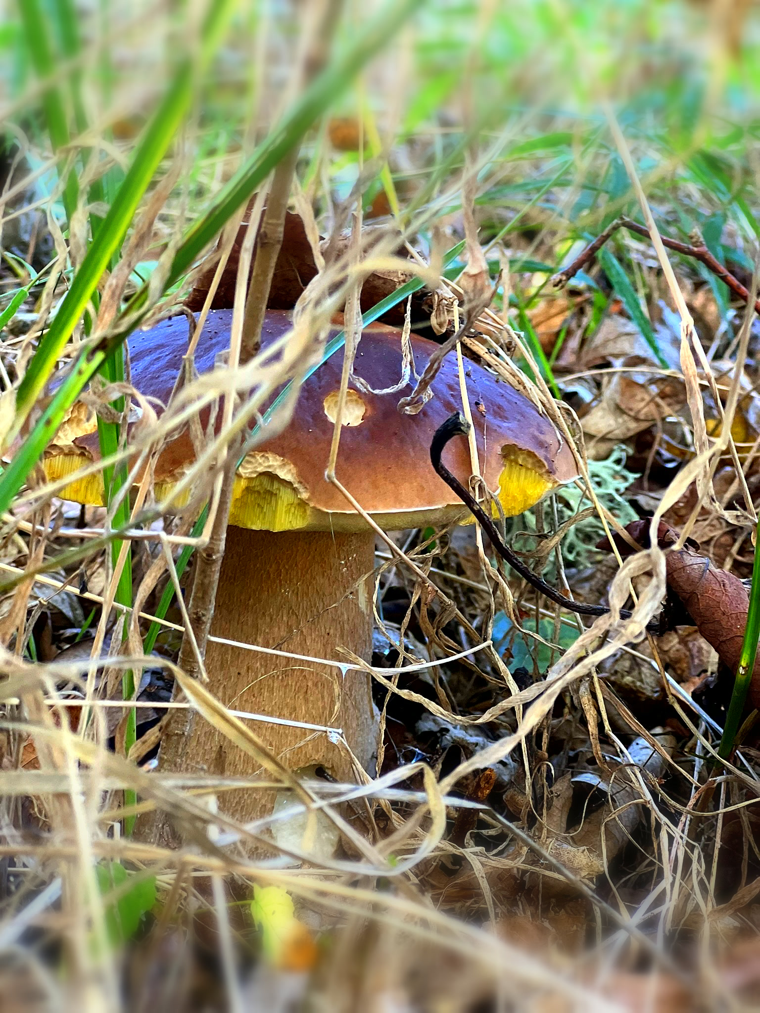 Nocleg w Sasinie, wschód słońca nad polami