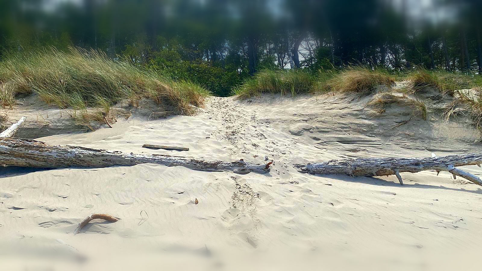 Sosnowa ścieżka do plaży Stilo